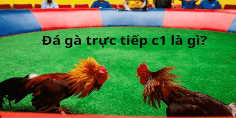 Đá gà c1