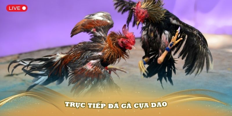 ảnh đại diện đá gà cựa dao